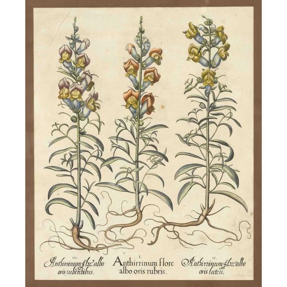Historia AuktionshausBasilius Besler (1561–1629), ''A