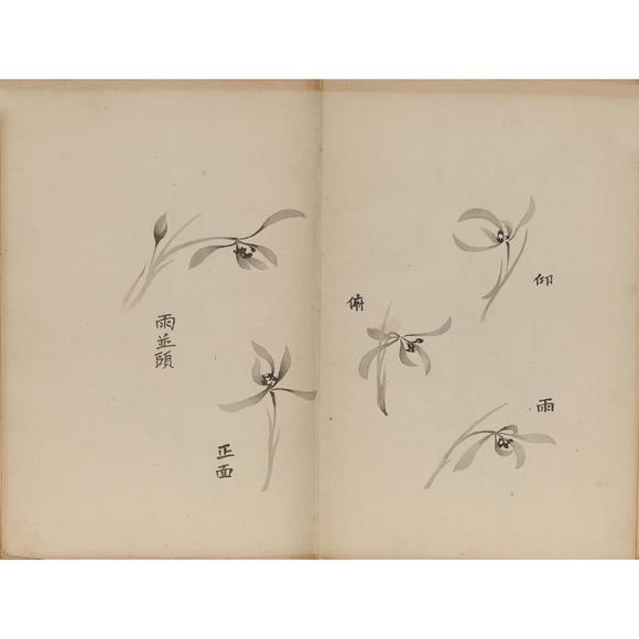東京飛鳥(niǎo)十竹齋 蘭譜