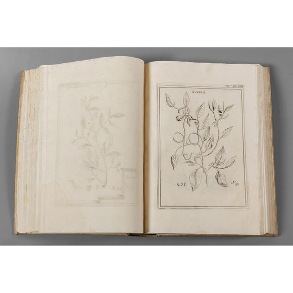 Aste Boetto SRLGrande libro a soggetto di stampe botaniche,