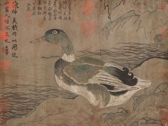 山东金霖赵子昂 鸭子