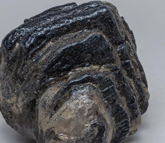 collectible fossilized woolly mammoth table sculpture